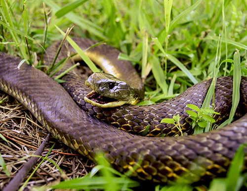 Snakes