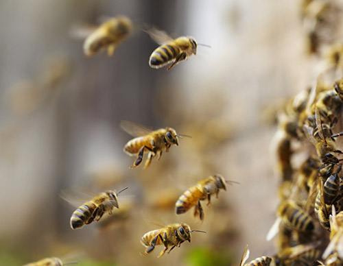 Bees