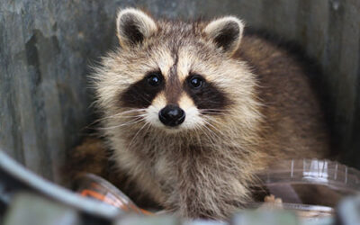 Raccoons