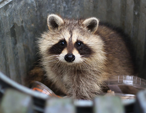 Raccoons