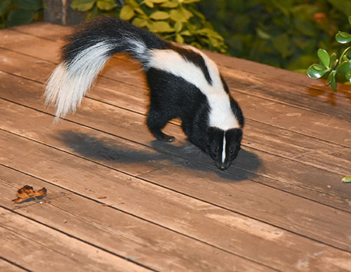 Skunks